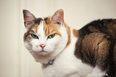 Is My Cat a Psychopath? What the Science Says About Feline Behavior