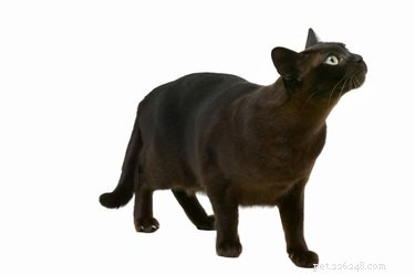 Do Cats Show Territorial Instincts? Understanding Their Space and Social Dynamics