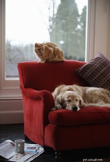 Do Cats Show Territorial Instincts? Understanding Their Space and Social Dynamics