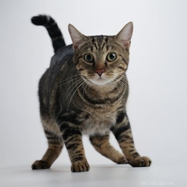 Do Cats Show Territorial Instincts? Understanding Their Space and Social Dynamics
