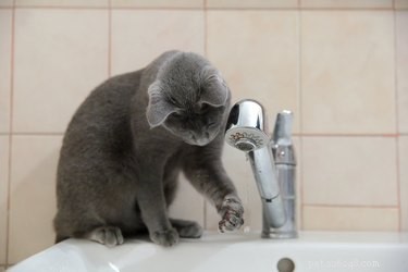 What Drives Cats to Love Water? Insights Into Their Curious Hydration Habits