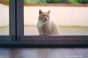 Why Do Cats Visit Other Homes? Understanding Their Curiosity and Territory