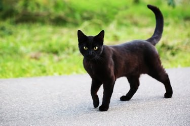 Why Do Cats Visit Other Homes? Understanding Their Curiosity and Territory