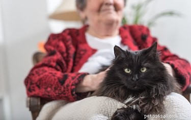 Why Do Cats Visit Other Homes? Understanding Their Curiosity and Territory