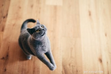 Why Does Your Cat Sprint After Using the Litter Box?
