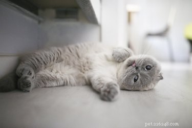 Why Does Your Cat Sprint After Using the Litter Box?