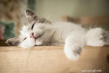 How to Capture Your Cat’s Attention: Proven Tips for Feline Bonding