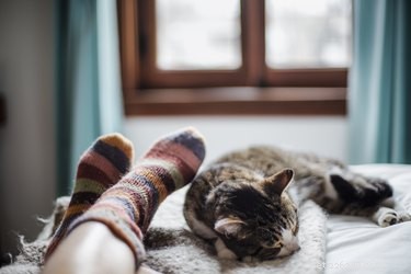 What Drives Your Cat to Sleep Beside You: Understanding Their Affection and Comfort