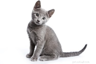 Why Cats Seem to Ignore You When You Call Them: Understanding Their Behavior