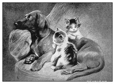 150 Classic Victorian Cat Names to Charm Your Feline Companion
