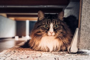 150 Classic Victorian Cat Names to Charm Your Feline Companion
