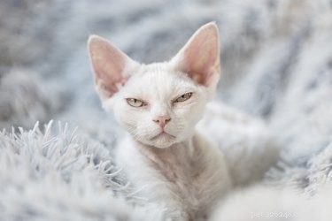 Find the Perfect Villainous Name for Your Cat – 525 Creative Ideas