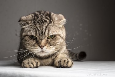 Find the Perfect Villainous Name for Your Cat – 525 Creative Ideas