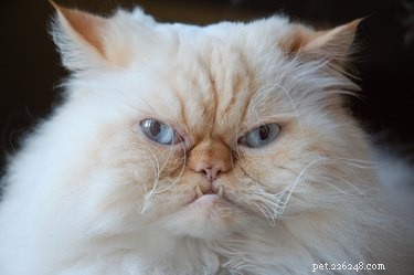 Find the Perfect Villainous Name for Your Cat – 525 Creative Ideas