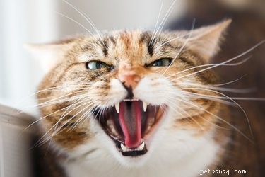 Find the Perfect Villainous Name for Your Cat – 525 Creative Ideas