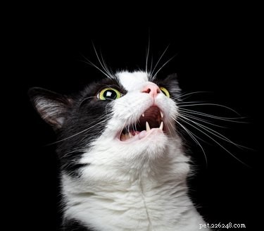 Find the Perfect Villainous Name for Your Cat – 525 Creative Ideas