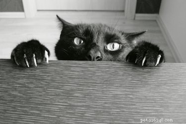 Find the Perfect Villainous Name for Your Cat – 525 Creative Ideas