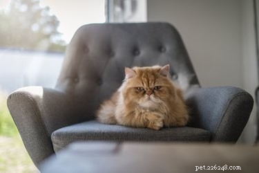 Find the Perfect Villainous Name for Your Cat – 525 Creative Ideas