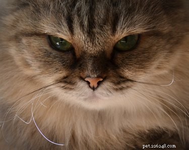 Find the Perfect Villainous Name for Your Cat – 525 Creative Ideas