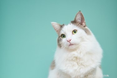 382 Short & Sweet Cat Names: 3-Letter Choices for Any Gender