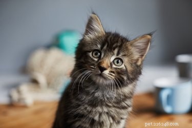 382 Short & Sweet Cat Names: 3-Letter Choices for Any Gender