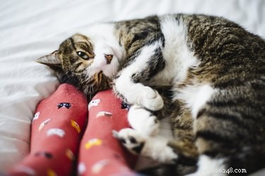 382 Short & Sweet Cat Names: 3-Letter Choices for Any Gender