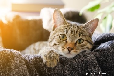 382 Short & Sweet Cat Names: 3-Letter Choices for Any Gender