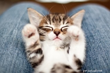 382 Short & Sweet Cat Names: 3-Letter Choices for Any Gender
