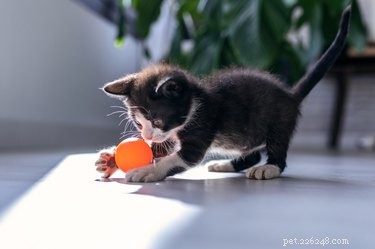 382 Short & Sweet Cat Names: 3-Letter Choices for Any Gender