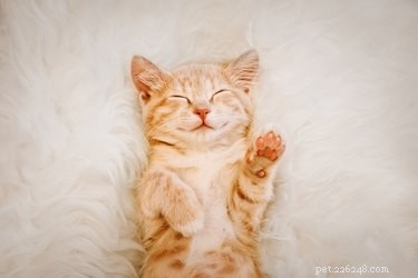 382 Short & Sweet Cat Names: 3-Letter Choices for Any Gender