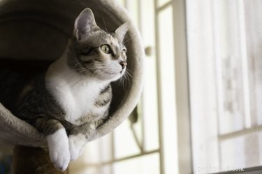 382 Short & Sweet Cat Names: 3-Letter Choices for Any Gender
