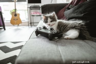 236 Video Game-Inspired Cat Names for Gamers & Feline Friends