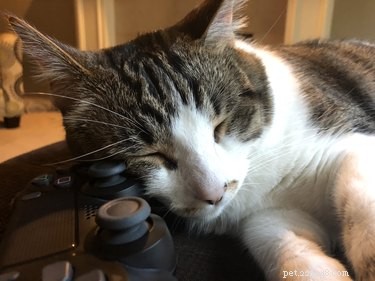 236 Video Game-Inspired Cat Names for Gamers & Feline Friends