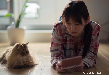 236 Video Game-Inspired Cat Names for Gamers & Feline Friends