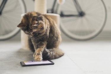 236 Video Game-Inspired Cat Names for Gamers & Feline Friends