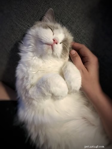 187 Perfect & Stylish Names for Your Ragdoll Cat