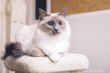 187 Perfect & Stylish Names for Your Ragdoll Cat