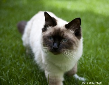 187 Perfect & Stylish Names for Your Ragdoll Cat