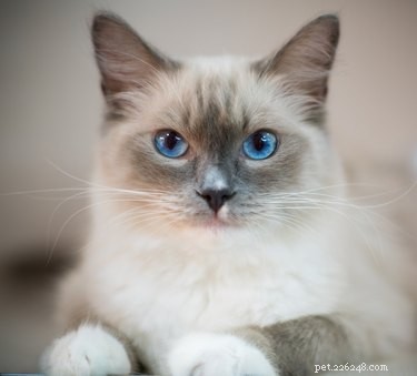 187 Perfect & Stylish Names for Your Ragdoll Cat