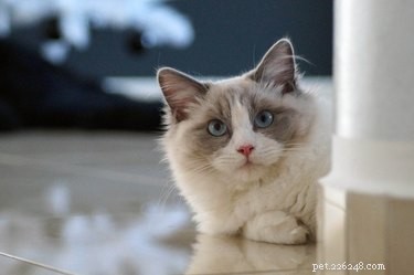 187 Perfect & Stylish Names for Your Ragdoll Cat