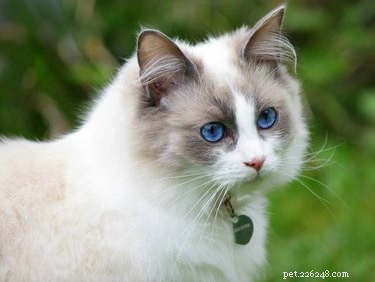 187 Perfect & Stylish Names for Your Ragdoll Cat