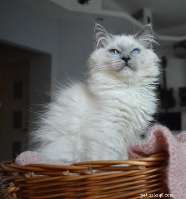 187 Perfect & Stylish Names for Your Ragdoll Cat