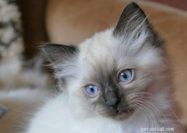 187 Perfect & Stylish Names for Your Ragdoll Cat