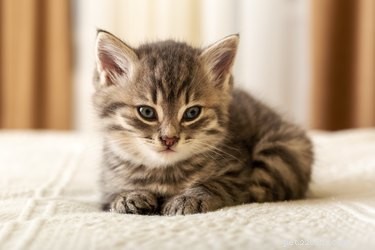 193 Unique Cat Names Starting with M – Find the Perfect Name