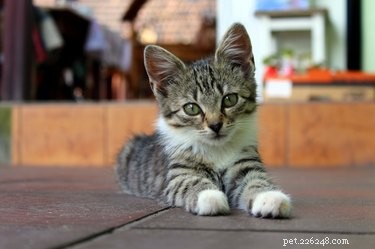 193 Unique Cat Names Starting with M – Find the Perfect Name