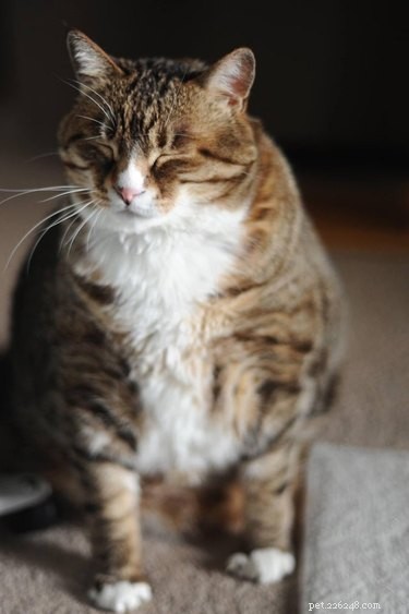 193 Unique Cat Names Starting with M – Find the Perfect Name
