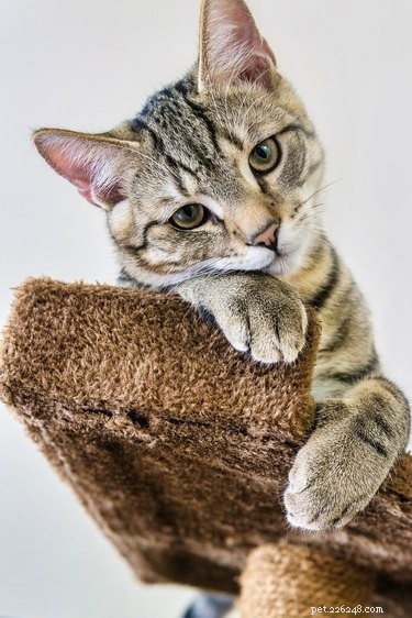 193 Unique Cat Names Starting with M – Find the Perfect Name
