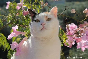 193 Unique Cat Names Starting with M – Find the Perfect Name
