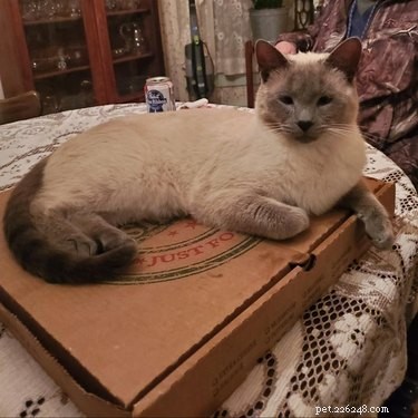 193 Unique Cat Names Starting with M – Find the Perfect Name