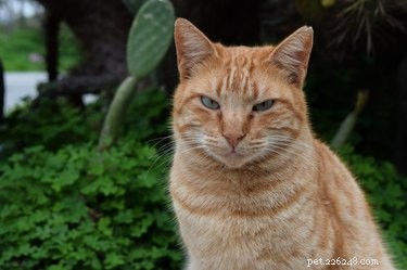 193 Unique Cat Names Starting with M – Find the Perfect Name
